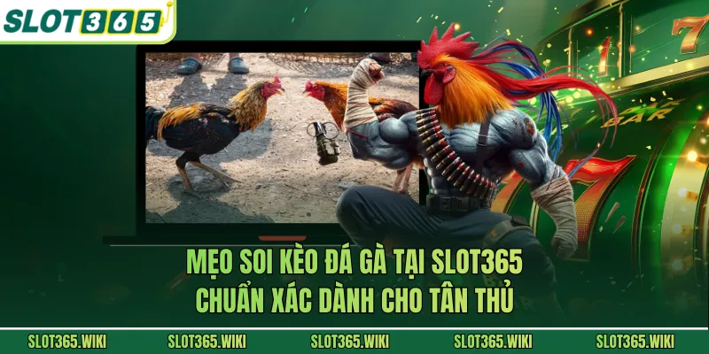 Mẹo soi kèo đá gà tại SLOT365 chuẩn xác dành cho tân thủ