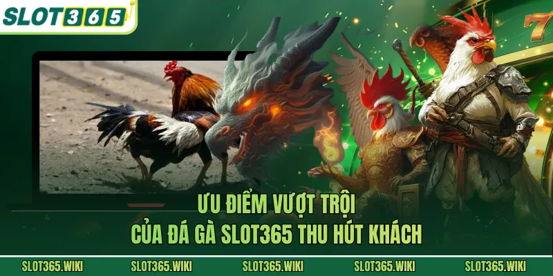 Ưu điểm vượt trội của đá gà SLOT365 thu hút khách